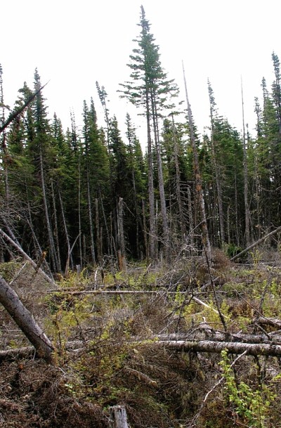 Dans l&rsquo;un des projets, la t&eacute;l&eacute;d&eacute;tection a &eacute;t&eacute; employ&eacute;e pour mieux comprendre la dynamique des des zones de chablis sur les &icirc;les de la R&eacute;serve du parc national du Canada de l&rsquo;Archipel-de-Mingan.