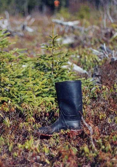 L'&eacute;pinette derri&egrave;re la botte a 15 ans. Sa croissance est ralentie par l'envahissement du kalmia.