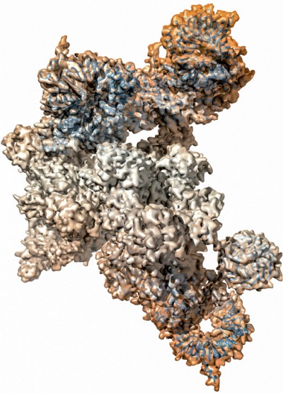Image du spliceosome obtenue par cryo-microscopie &eacute;lectronique. Le spliceosome est une machine mol&eacute;culaire faite d&rsquo;ARN et de prot&eacute;ines qui se charge de raccorder (&eacute;pisser) les segments d&rsquo;ARN produits &agrave; partir de nos g&egrave;nes pour fabriquer l&rsquo;ARN messager. 95% de nos 20&nbsp;000 g&egrave;nes poss&egrave;dent entre 2 et 200 segments &agrave; raccorder.