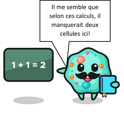 Illustration du r&ocirc;le de multiplication des cellules souches dans les diff&eacute;rents tissus.