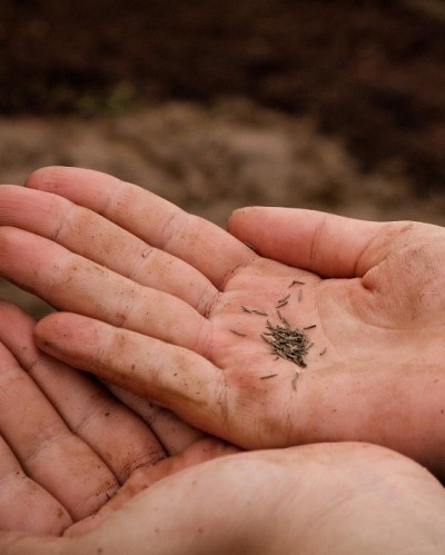 Les semences d'une plante indig&egrave;ne.