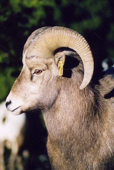 Un jeune b&eacute;lier&nbsp;: ses cornes n'ont pas encore la longueur permise pour la chasse.