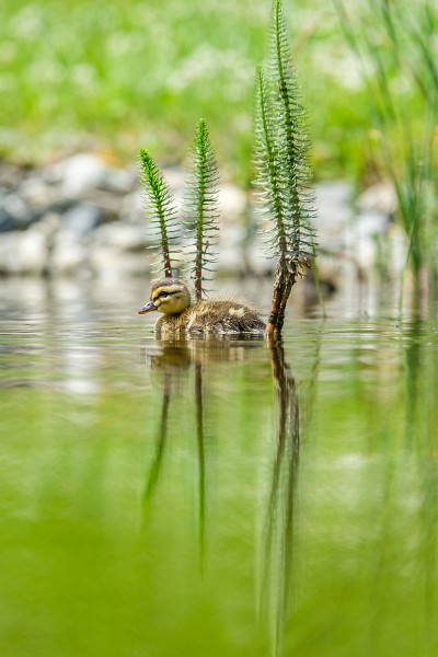 L'une des photos de l'exposition en biodiversit&eacute; sign&eacute;e Michel Caron, organis&eacute;e dans&nbsp;le cadre de Vivants de nature