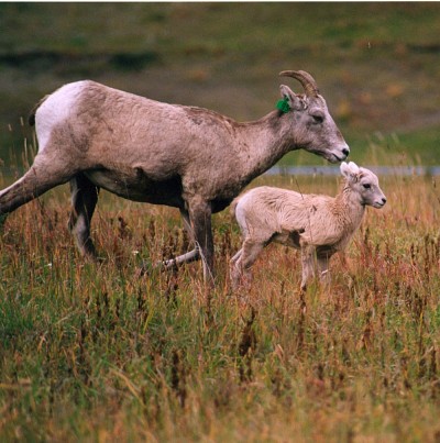 Une femelle avec son agneau.