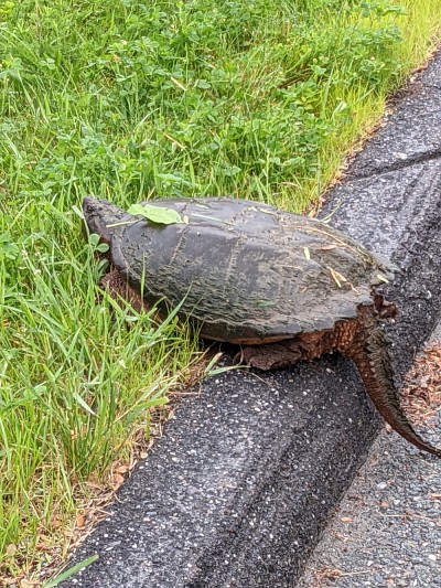 Troquer la voiture pour le v&eacute;lo ou la marche permet un contact privil&eacute;gi&eacute; avec l'environnement ext&eacute;rieur et peut m&ecirc;me donner lieu &agrave; de belles rencontres... comme cette tortue, aper&ccedil;ue par Judith Vien, conseill&egrave;re p&eacute;dagogique au CUFE, lors d'un d&eacute;placement &agrave; v&eacute;lo vers le campus.