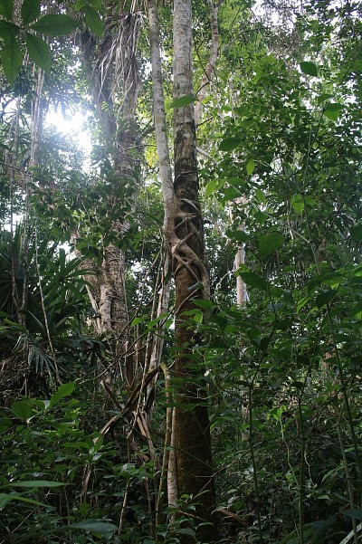 Figuier &eacute;trangleur dans la jungle mexicaine