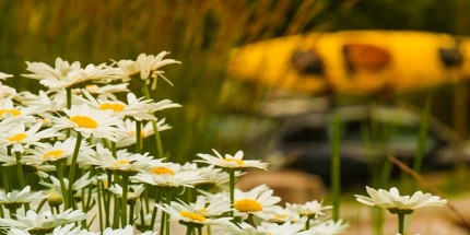 Augmentation du congé sans solde aux fins de vacances