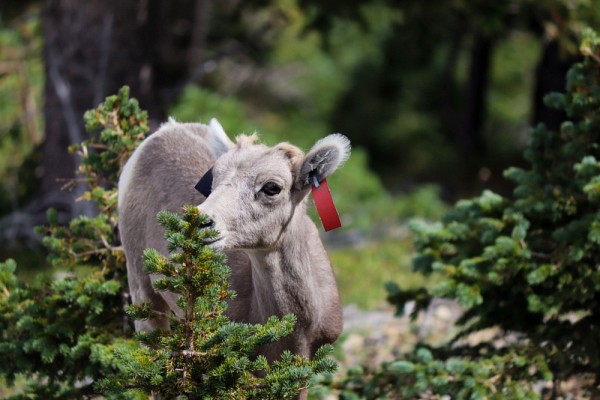 Rachel Bergeron, &eacute;tudiante pr&eacute;doctorale en biologie (Facult&eacute; des sciences), est finaliste gr&acirc;ce &agrave; son image Mouflon, bourgeon et collation.