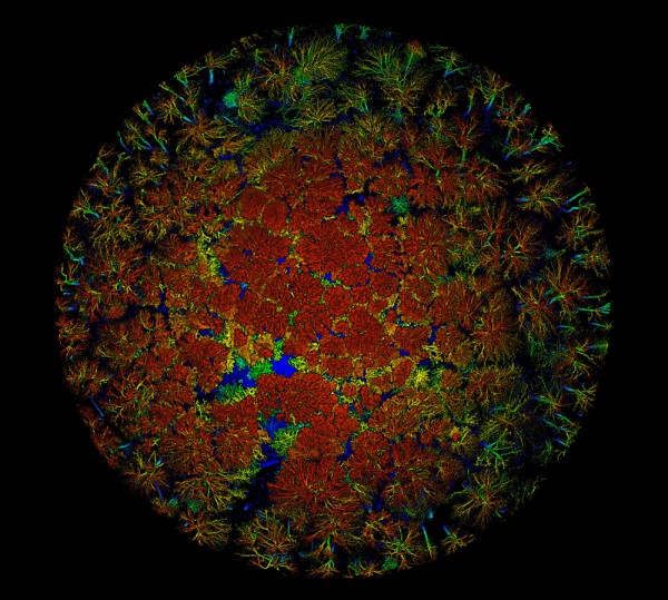 Bastien Vandendaele, &eacute;tudiant pr&eacute;doctoral en g&eacute;omatique appliqu&eacute;e (Facult&eacute; des lettres et sciences humaines), est finaliste gr&acirc;ce &agrave; son image &Agrave; la lueur des cimes.