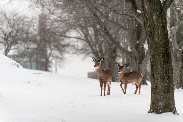 Une grande biodiversit&eacute; caract&eacute;rise les campus de l'UdeS... au grand bonheur de l'ensemble de la communaut&eacute; UdeS, habitu&eacute;e &agrave; y apercevoir chevreuils et autres esp&egrave;ces.
