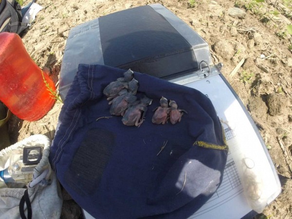 Variation de masse des oisillons dans un nid d&rsquo;hirondelle bicolore.