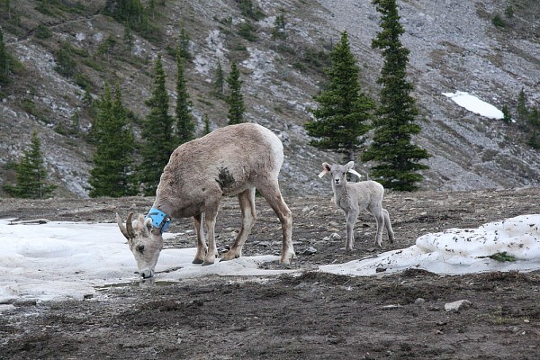 Mouflonne d'Am&eacute;rique de 7&nbsp;ans avec son agneau m&acirc;le &agrave; 15&nbsp;jours en juin&nbsp;2007, &agrave; Ram Montain, en Alberta.