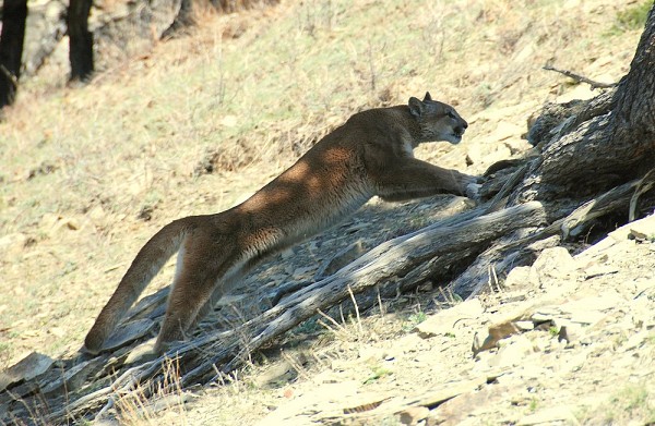 Couguar &agrave; Sheep River en Alberta.