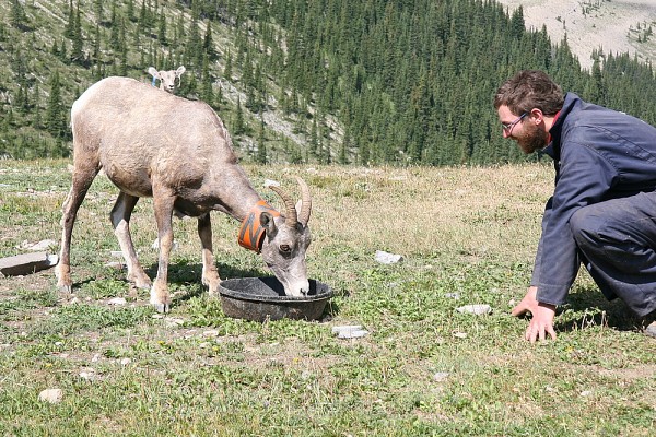 Julien G.A. Martin face &agrave; une femelle de 6&nbsp;ans. On aper&ccedil;oit au niveau de son dos la t&ecirc;te de son agneau m&acirc;le de 2&nbsp;mois.