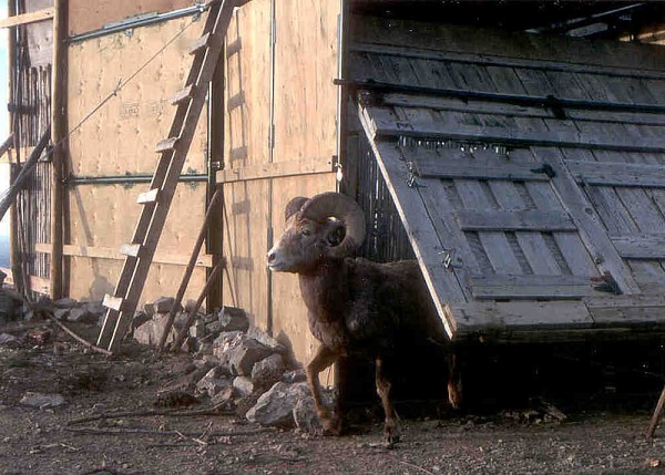 M&acirc;le &acirc;g&eacute; de 11&nbsp;ans, lors de sa derni&egrave;re visite &agrave; la trappe de Ram Mountain en 1999, deux mois avant d'&ecirc;tre tu&eacute; ill&eacute;galement.