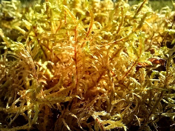 La mousse pleurozium schreberi&nbsp;est une bryophyte r&eacute;pandue dans plusieurs r&eacute;gions du Qu&eacute;bec, notamment le long des axes routiers. Sa capacit&eacute; d'absorber les mati&egrave;res en suspension dans l'atmosph&egrave;re a &eacute;t&eacute; mise &agrave; profit par l'&eacute;quipe de recherche pour mesurer la dispersion atmosph&eacute;rique des antiozonants issus de la d&eacute;gradation des pneus.