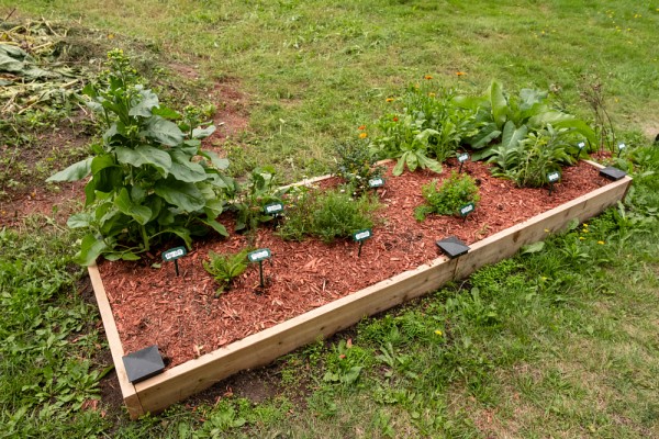 Le jardin historique de l&rsquo;universit&eacute; compte d&eacute;sormais onze plantes m&eacute;dicinales.
