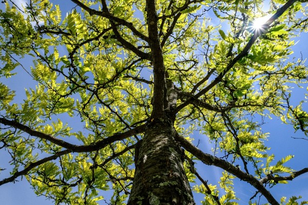 Premi&egrave;re au monde en mati&egrave;re de d&eacute;veloppement durable, l'UdeS agit comme moteur de changement&nbsp;face &agrave; l'urgence climatique, et souhaite plus que jamais se positionner comme une collaboratrice et une partenaire d&eacute;terminante dans la lutte contre les changements climatiques.