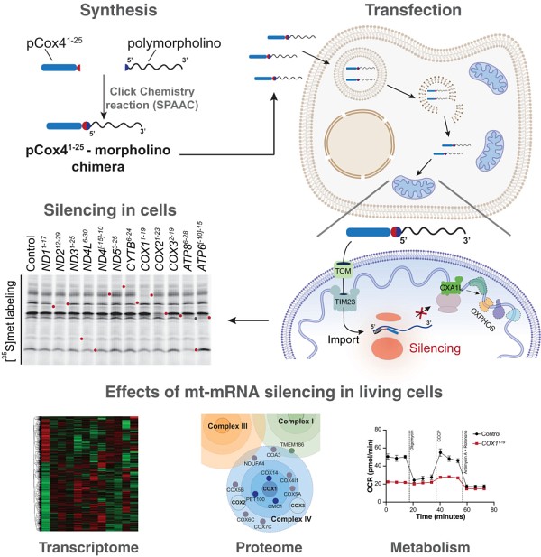 Une repr&eacute;sentation visuelle du processus d'action de la chim&egrave;re, un morpholino conjugu&eacute; au peptide pCox4 1-25 mis au point par le Pr Luis Daniel Cruz Zaragoza, du D&eacute;partement de biologie de l'UdeS, afin de concevoir la m&eacute;thode de 