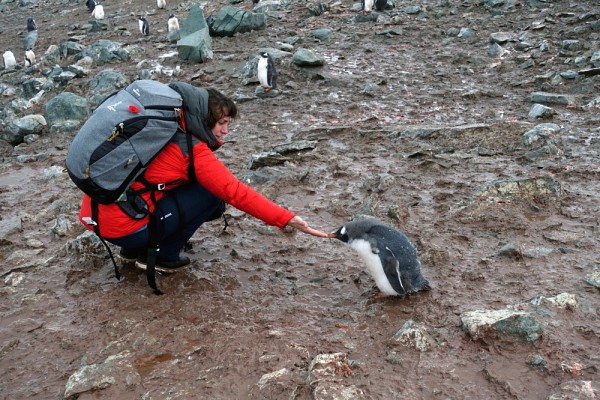Le contact avec la faune reste le moment fort de l&rsquo;aventure pour &Eacute;milie&nbsp;: &laquo;&nbsp;En Antarctique, les animaux ne craignent pas l&rsquo;humain.&nbsp;&raquo;