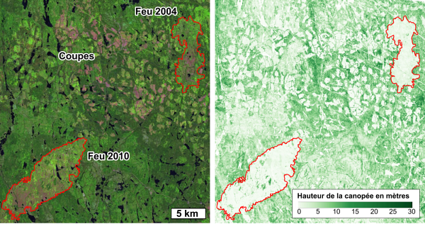 Voici des cicatrices laiss&eacute;es par les feux et les coupes sous la loupe de la t&eacute;l&eacute;d&eacute;tection. &Agrave; gauche, l&rsquo;image prise par le Satellite Landsat en 2021 pr&egrave;s de Saint-F&eacute;licien montre de grandes zones br&ucirc;l&eacute;es (en rouge) et les secteurs de coupes qui cr&eacute;ent une mosa&iuml;que de jeunes for&ecirc;ts. Ces perturbations sont &eacute;galement &eacute;videntes dans la hauteur de la canop&eacute;e (image de droite). Cr&eacute;&eacute; &agrave; partir d'images et donn&eacute;es LiDAR