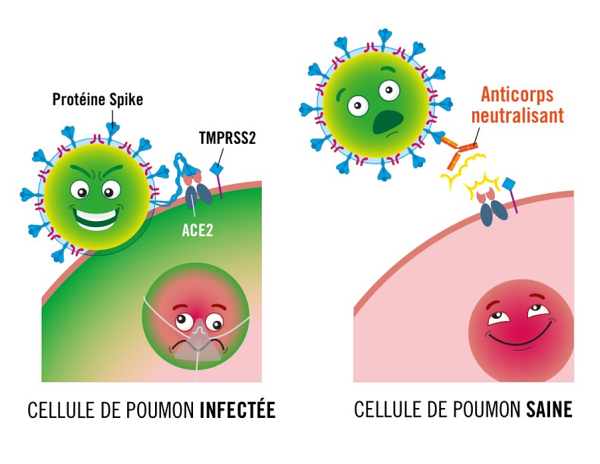 Illustration de l'effet d'une mol&eacute;cule de type anticorps sur la cellule pulmonaire