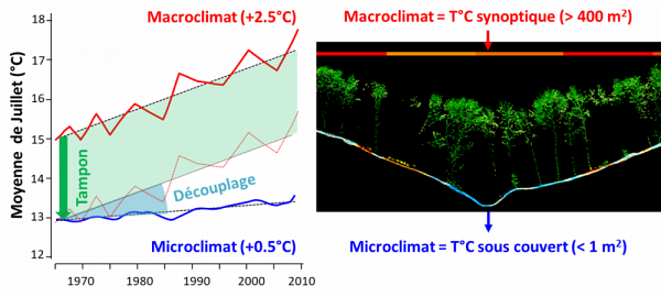 Illustration du tampon microclimatique et du d&eacute;couplage entre microclimat sous couvert forestier et macroclimat hors couvert forestier. L&rsquo;image de droite, co-r&eacute;alis&eacute;e par Tarek Hattab et Jonathan Lenoir, correspond &agrave; une coupe verticale dans un nuage de points LiDAR en For&ecirc;t Domaniale de Compi&egrave;gne. (Source :&nbsp;Office National des For&ecirc;ts)