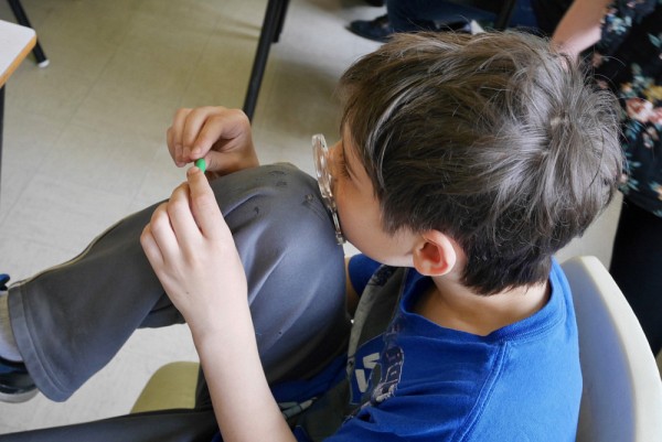 Un &eacute;l&egrave;ve observe &agrave; la loupe les traces laiss&eacute;es par diff&eacute;rents pr&eacute;dateurs sur sa chenille en p&acirc;te &agrave; modeler.