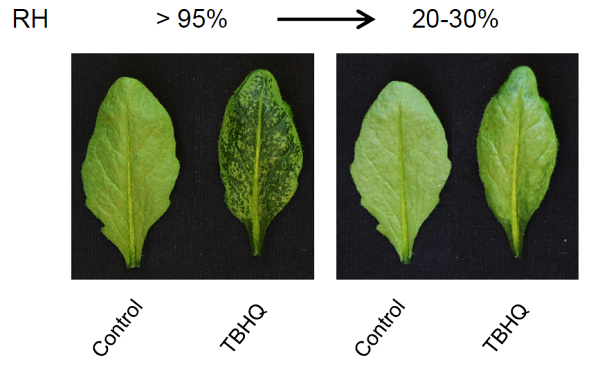 Dans une situation de s&eacute;cheresse, des m&eacute;canismes mol&eacute;culaires qui indiquent &agrave; la plante de fermer ses stomates sont enclench&eacute;s. En refermant ceux-ci, elle emp&ecirc;che ses feuilles de transpirer leur eau pour mieux r&eacute;sister &agrave; la s&eacute;cheresse.