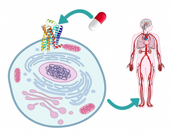 Les RCPG sont la cible d&rsquo;environ 40% des m&eacute;dicaments pour des maladies vari&eacute;es (cardiovasculaire, gastro-intestinale, psychiatrie, etc.)