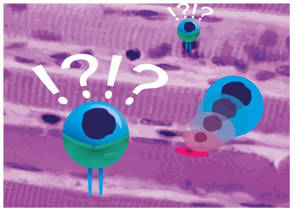 Les cellules souches musculaires peuvent d&eacute;cider de perdre leurs dons de multiplication pour devenir des cellules ordinaires et r&eacute;parer une l&eacute;sion, mais elles ne peuvent pas revenir &agrave; leur statut de cellule souche par la suite.