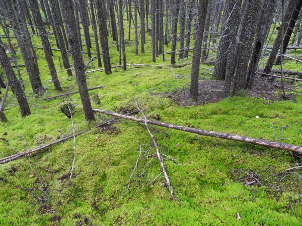 Colonies de mousses recouvrant le sol en for&ecirc;t bor&eacute;ale Qu&eacute;b&eacute;coise .