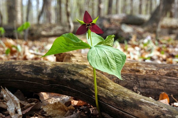 Trille rouge, qui fait partie de la flore du Qu&eacute;bec.