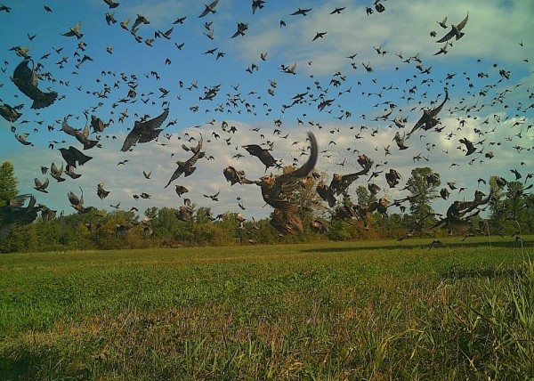 Camille Pelletier-Guittier, finissante &agrave; la&nbsp;ma&icirc;trise en sciences g&eacute;ographiques &agrave; la Facult&eacute; des lettres et sciences humaines, est finaliste avec son image Vision hitchcockienne.