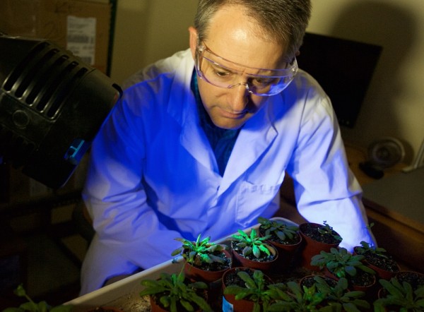 Pour mener ses travaux, le Pr Moffett utilise un organisme v&eacute;g&eacute;tal mod&egrave;le, nomm&eacute; l&rsquo;Arabidopsis thaliana, la souris blanche du monde v&eacute;g&eacute;tal!