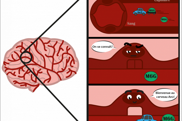 Les cellules qui composent la barri&egrave;re h&eacute;matoenc&eacute;phalique permettent de contr&ocirc;ler le passage entre le circulation sanguine et le cerveau.