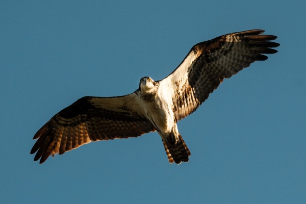 Le balbuzard, ce grand oiseau de proie au plumage sombre et au ventre blanc.