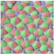 Les cellules de la r&eacute;tine du poisson Astatotilapia burtoni&nbsp; suivent un sch&egrave;me bien d&eacute;fini.