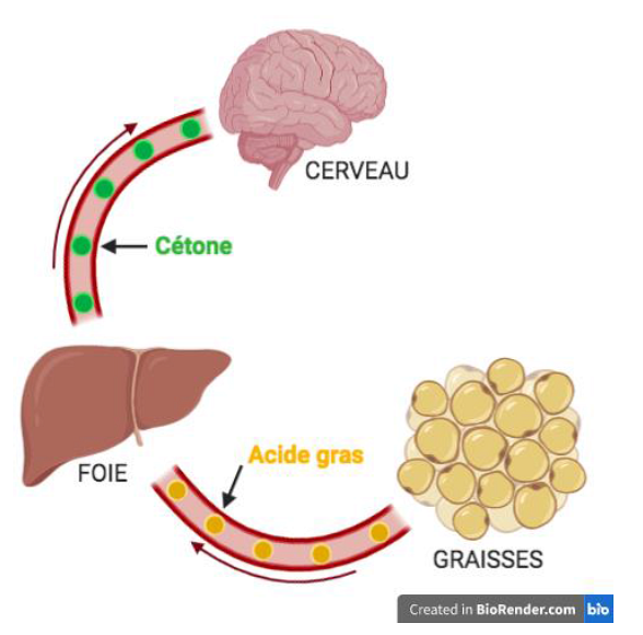 Formation des c&eacute;tones par le foie.&nbsp;Auteure : Marjorie Rolland