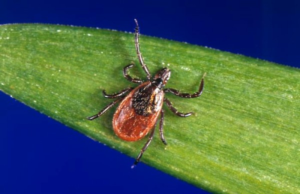 La tique&nbsp;Ixodes scapularis.