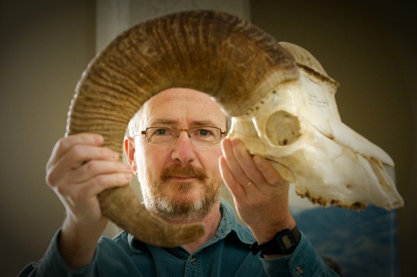 &laquo;La taille des cornes des b&eacute;liers r&eacute;colt&eacute;s a diminu&eacute;&raquo;, signale Marco Festa-Bianchet, qui &eacute;tudie l&rsquo;ongul&eacute; depuis plus de 30&nbsp;ans.