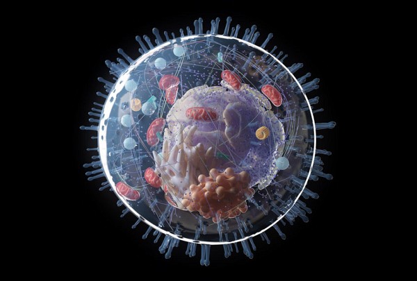 Sch&eacute;ma du r&eacute;seau interne de la cellule