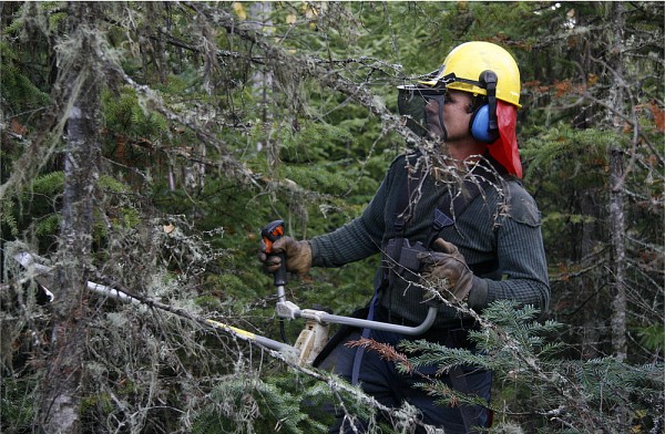 Les Fros&nbsp;: b&ucirc;cherons des temps modernes.