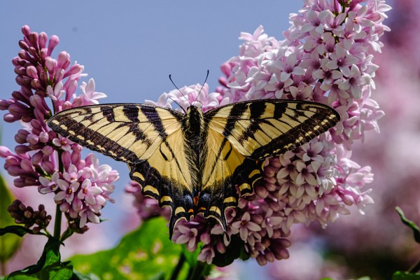 Par l'achat de cr&eacute;dits carbone certifi&eacute;s, l'UdeS contribue &agrave; la r&eacute;alisation de projets de d&eacute;veloppement durable ici et ailleurs dans le monde. 