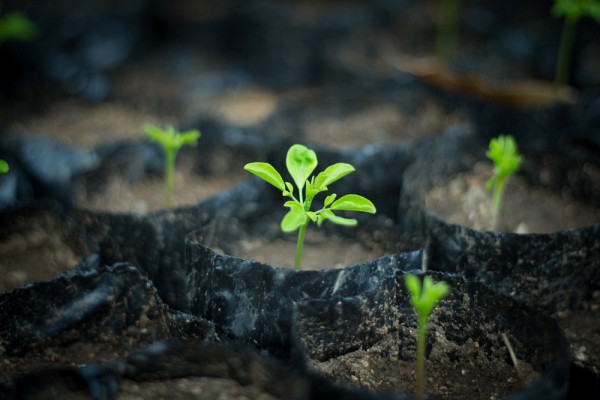 Le Moringa oleifera, appel&eacute; le benzolive en Ha&iuml;ti, est un arbre connu pour ses grandes qualit&eacute;s nutritives. Il est particuli&egrave;rement&nbsp;adapt&eacute; aux r&eacute;gions s&egrave;ches, car il peut &ecirc;tre cultiv&eacute; &agrave; l'aide d'eau de pluie sans techniques d'irrigation co&ucirc;teuses.