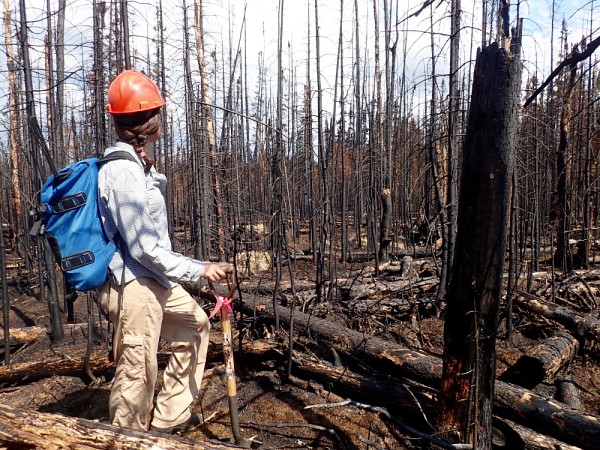 Charlotte Smetanka, sur le site du feu &eacute;tudi&eacute;, dans un secteur particuli&egrave;rement carbonis&eacute;, juin 2017