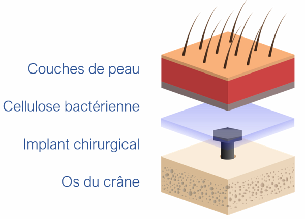Sch&eacute;ma de la membrane de cellulose bact&eacute;rienne d'AxCell Labs