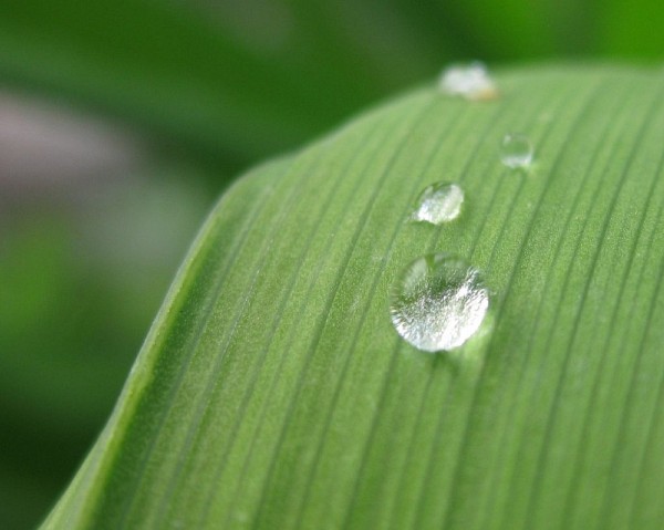 L&rsquo;hydrophobie de certains manteaux imperm&eacute;ables expliqu&eacute;e par analogie avec une plante pourvue de poils nanom&eacute;triques qui emp&ecirc;chent l&rsquo;eau de s&rsquo;y coller.