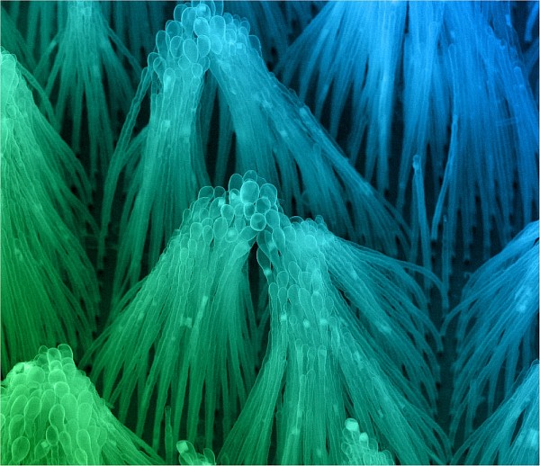 Image ayant re&ccedil;u le 1er&nbsp;prix du concours de photos 2010 du LIA-LN2. Cette image prise au microscope &eacute;lectronique montre des r&eacute;seaux de nanotubes en silice agglom&eacute;r&eacute;s par des ph&eacute;nom&egrave;nes de capillarit&eacute;.