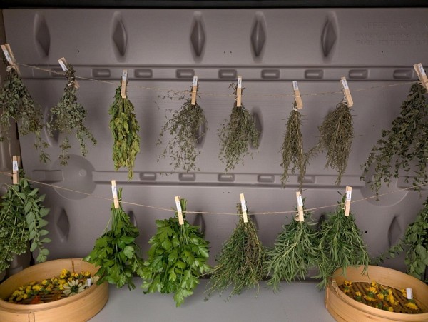 Assortiment de plantes m&eacute;dicinales dispos&eacute;es pour le processus de s&eacute;chage